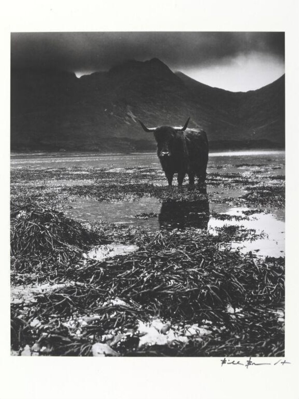 Bill Brandt, Highland Cow, Skye