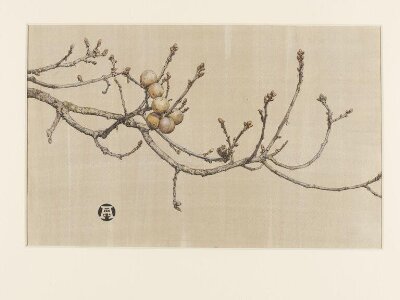 Oak apples