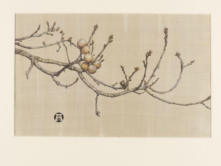 Oak apples