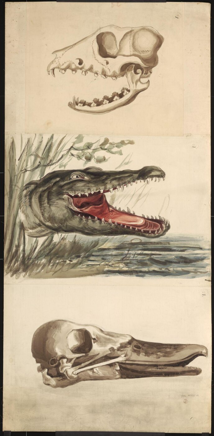 Unknown, Drawing