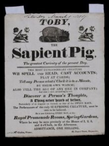 Toby the Sapient Pig thumbnail 1