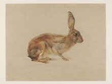 Study of a hare thumbnail 1