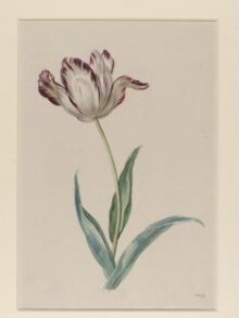 Study of a tulip thumbnail 1