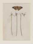 A common mallow and a damselfly; a snowdrop and a lady butterfly thumbnail 2