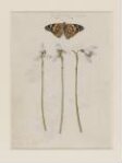 A common mallow and a damselfly; a snowdrop and a lady butterfly thumbnail 2