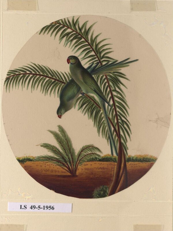 One of twelve drawings of birds and reptiles, insects and flowers.