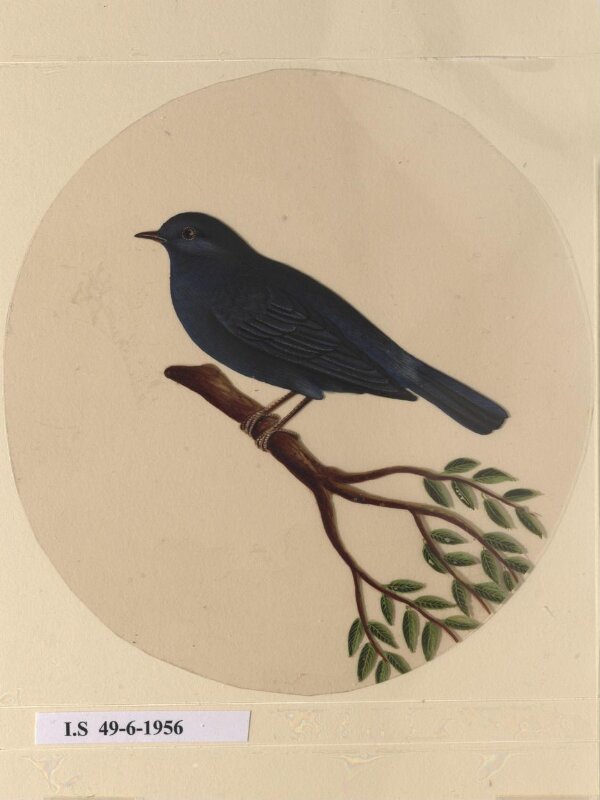 One of twelve drawings of birds and reptiles, insects and flowers.
