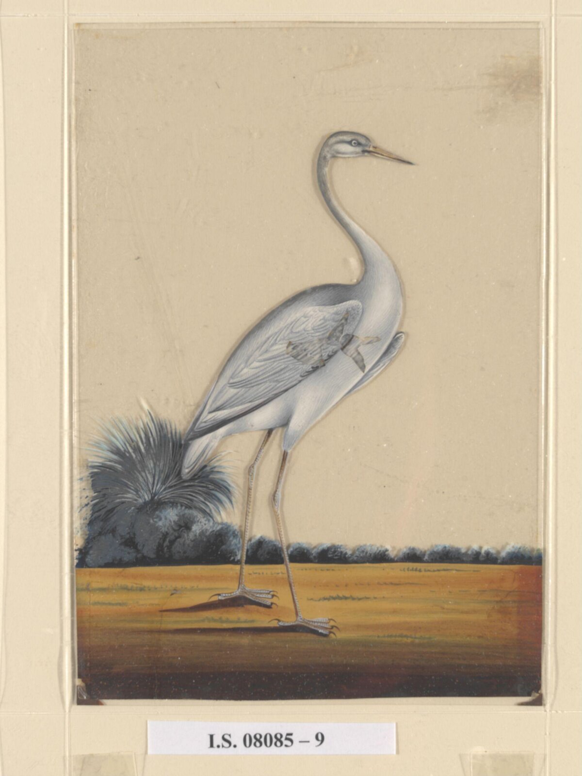 A sarus crane, ca. 1860