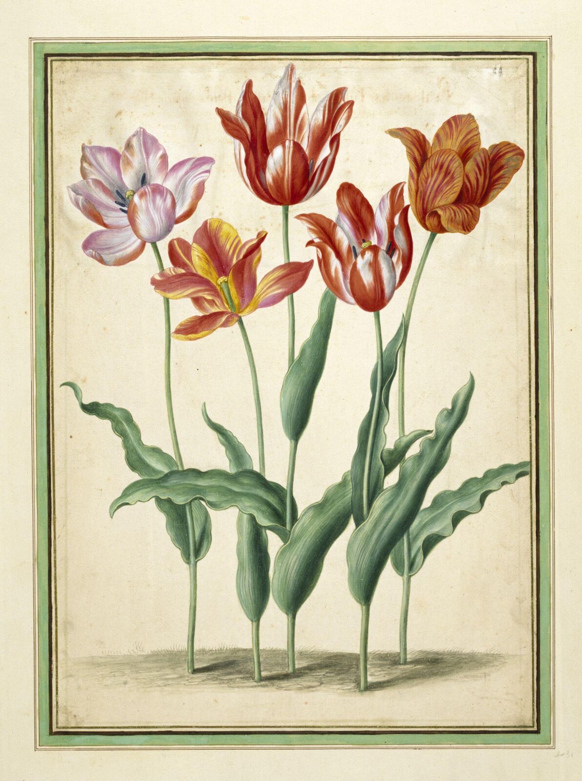 Tulips, Johann Jakob Walther, ca 1650-70