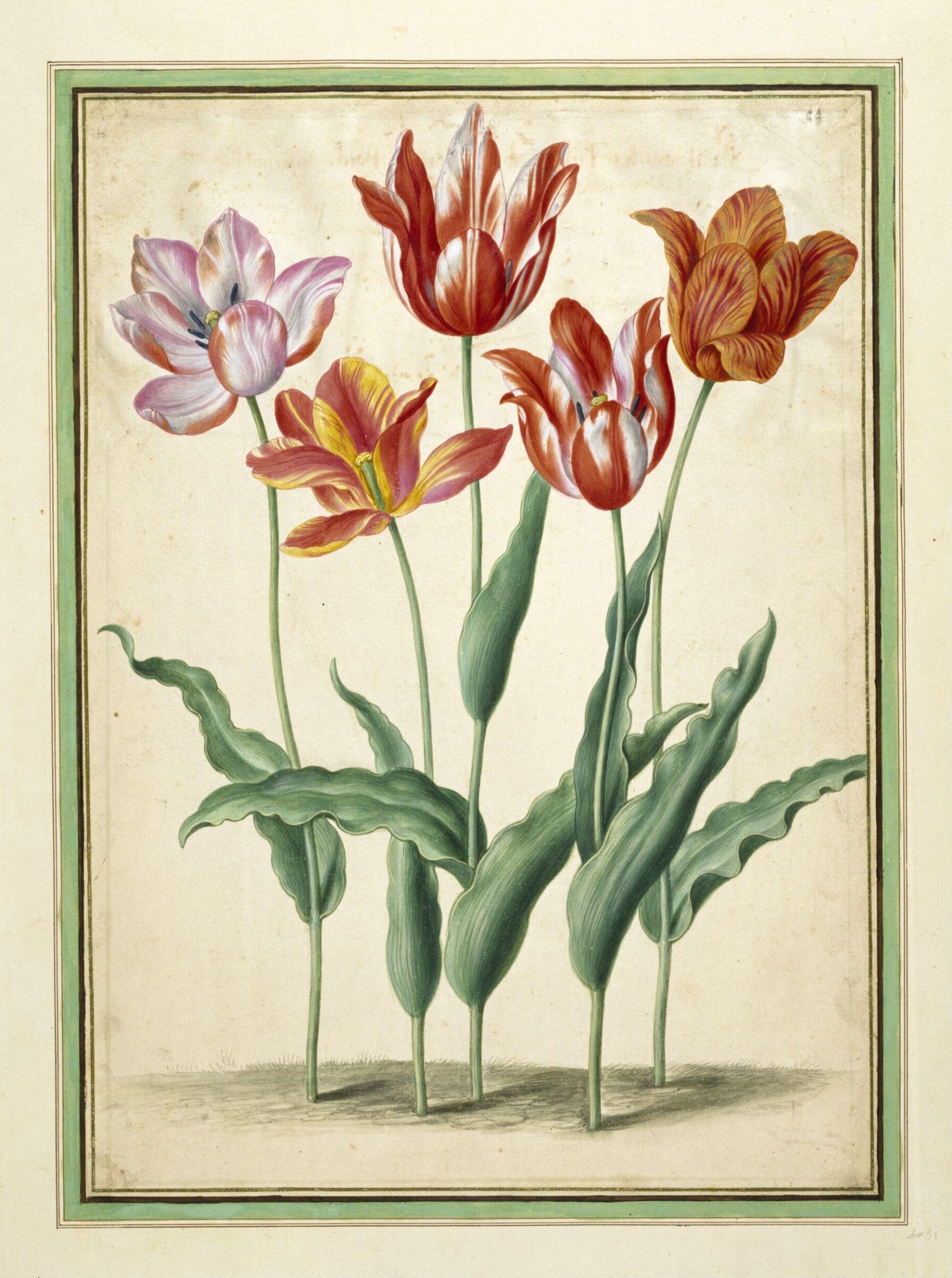 Tulips, Johann Jakob Walther, ca 1650-70