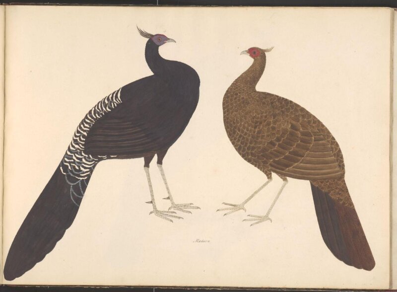 Pair of black-breasted kalij pheasants