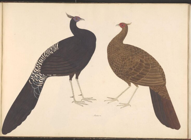 Pair of black-breasted kalij pheasants top image