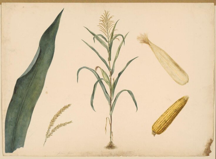 A maize plant top image