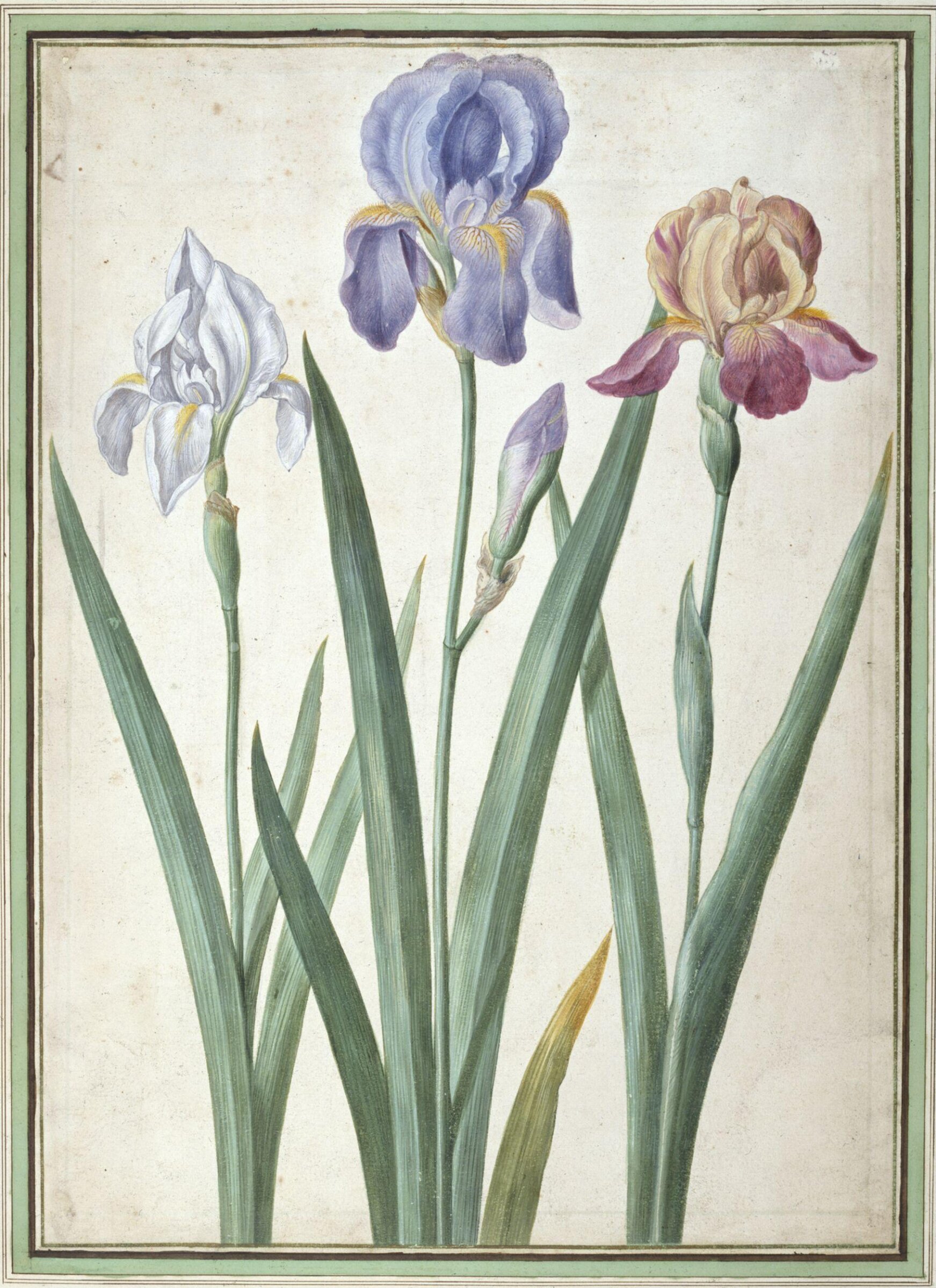 Watercolour, Johann Jakob Walther