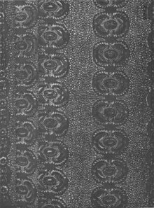 Dress Fabric thumbnail 1