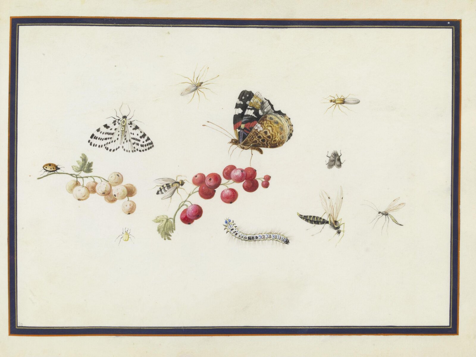Watercolour drawing, Claude Aubriet, c.1690