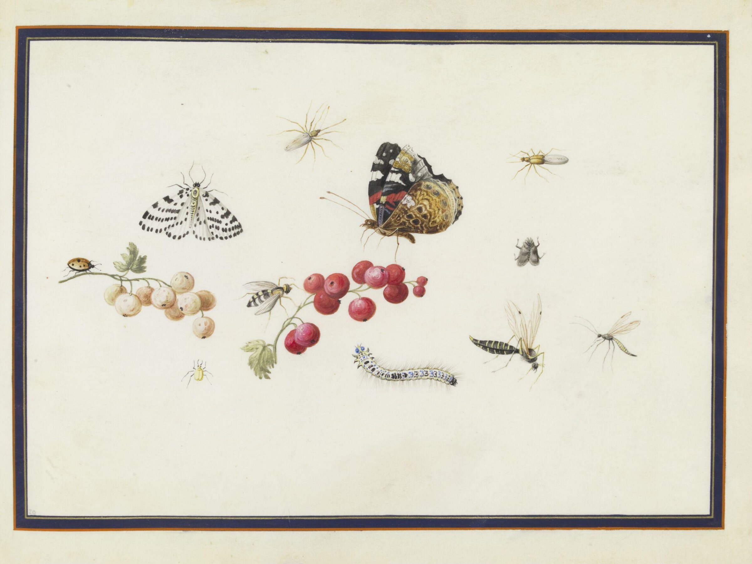 Watercolour drawing, Claude Aubriet, c.1690