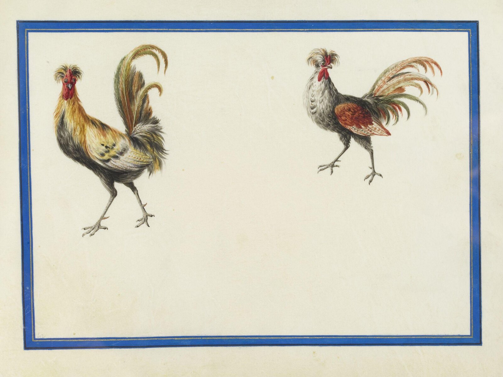 Watercolour drawing, Claude Aubriet, c.1690