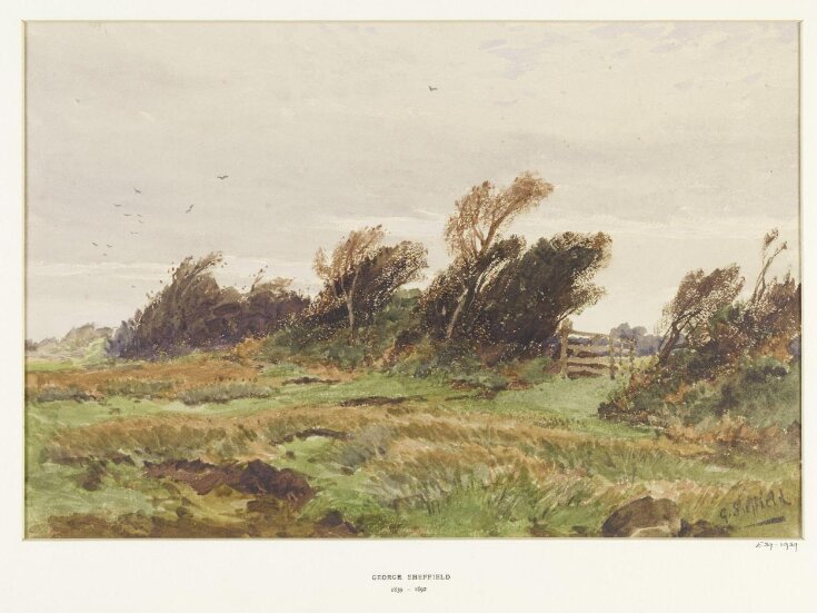 A Wind-swept Hedge top image