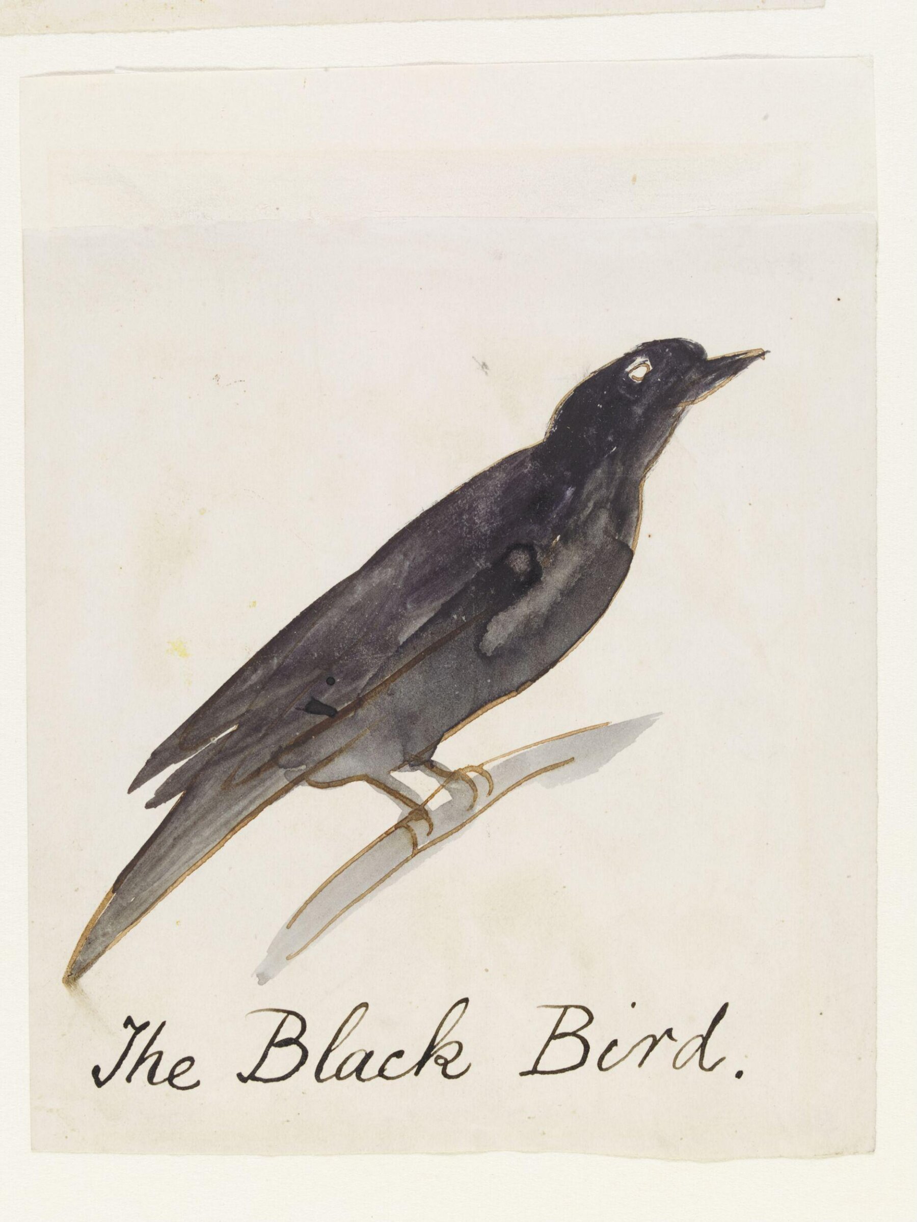 Drawing, Edward Lear, c.1880