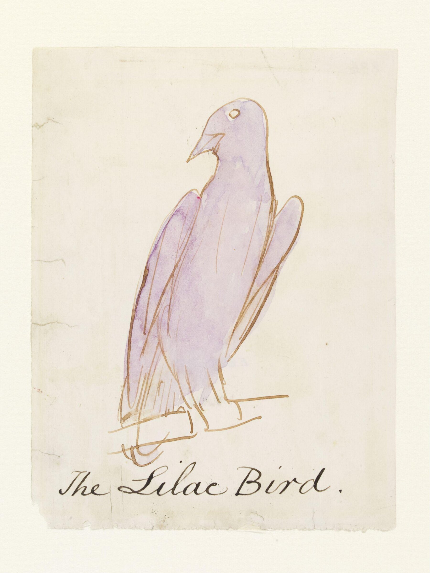 Drawing, Edward Lear, c.1880