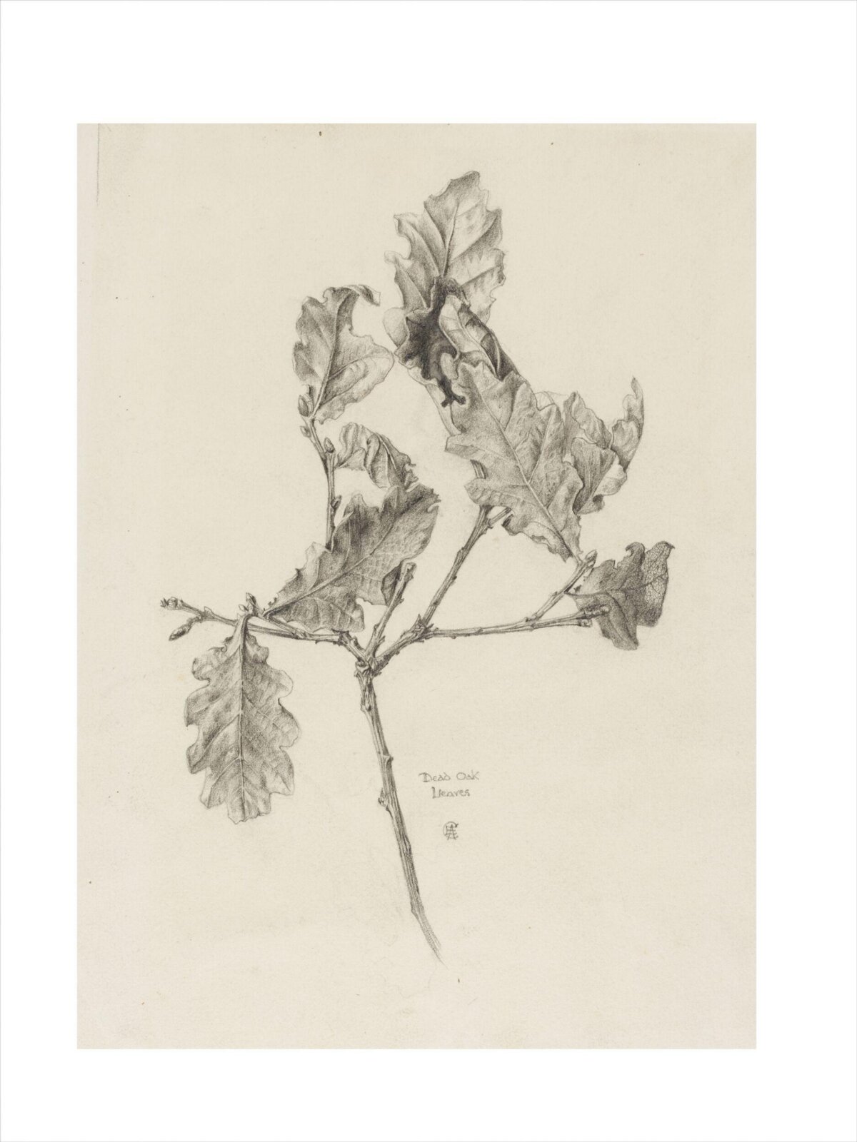 Dead Oak Leaves, A.E. Child