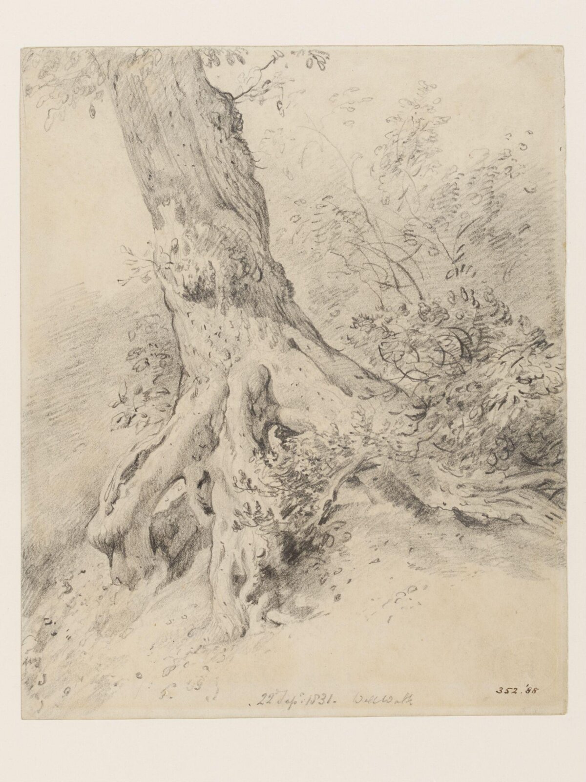 The root of a tree, at Hampstead, John Constable, 22 September, 1831