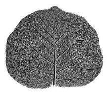 Leaf thumbnail 1