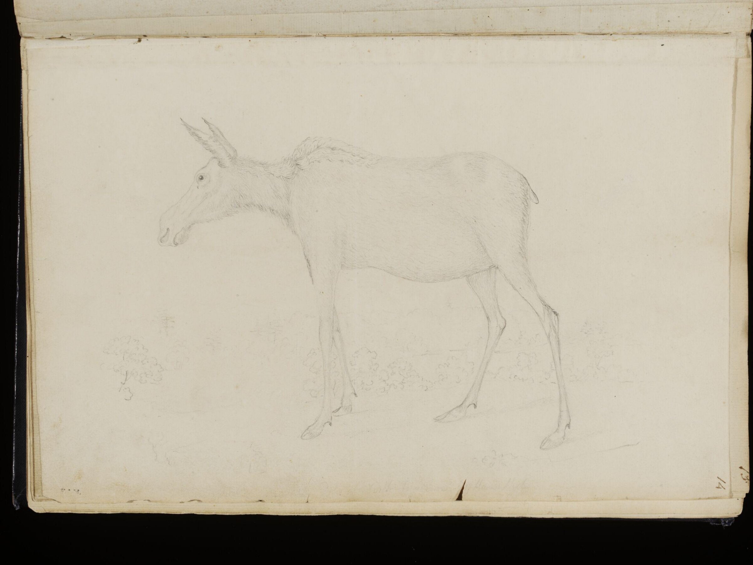 Sketches collected during leisure hours passed in Jamaica, containing specimens copied from the best authors and from nature, Charles Hamilton Smith, 1797-1807