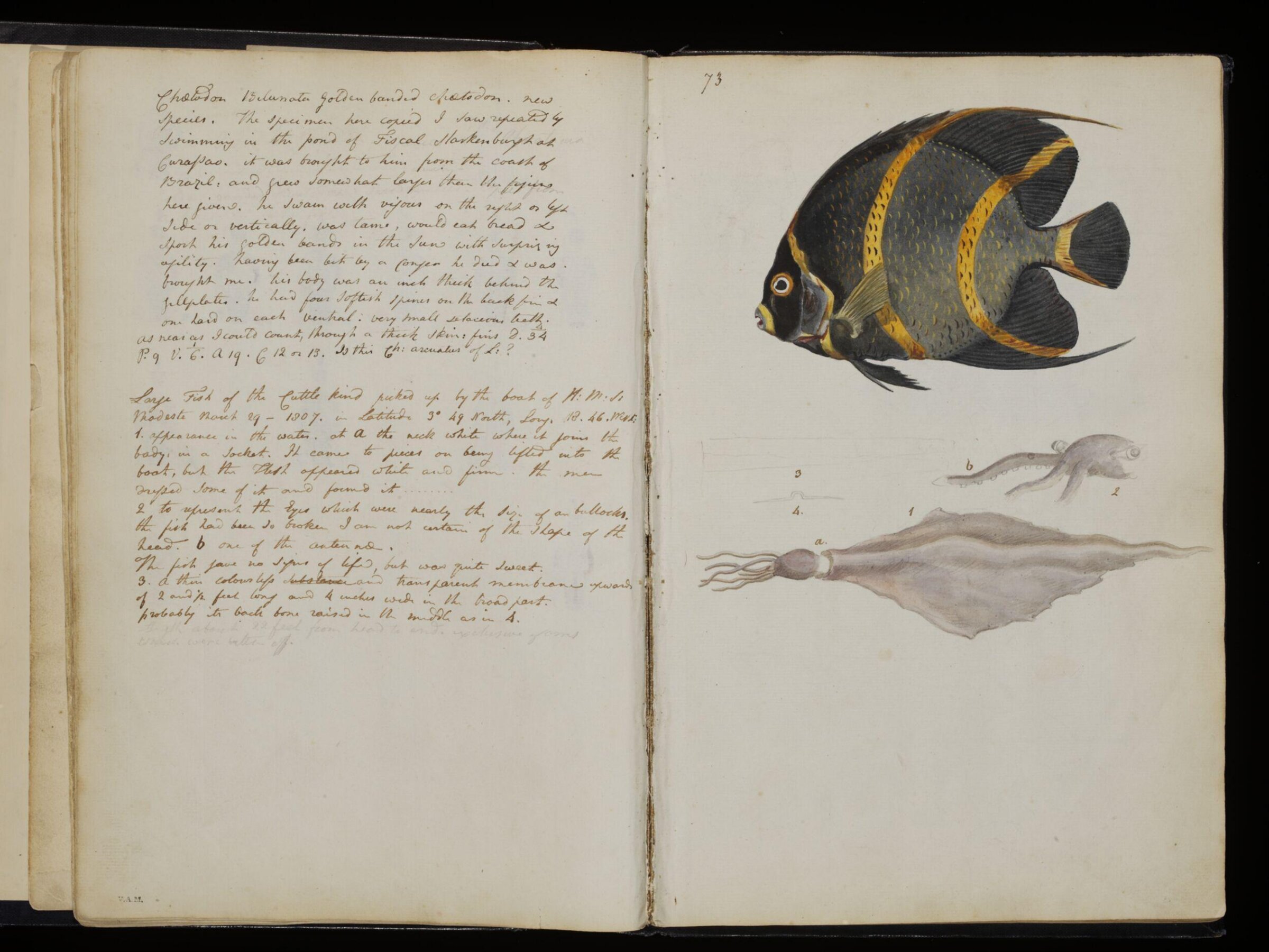 Sketches collected during leisure hours passed in Jamaica, containing specimens copied from the best authors and from nature, Charles Hamilton Smith, 1797-1807