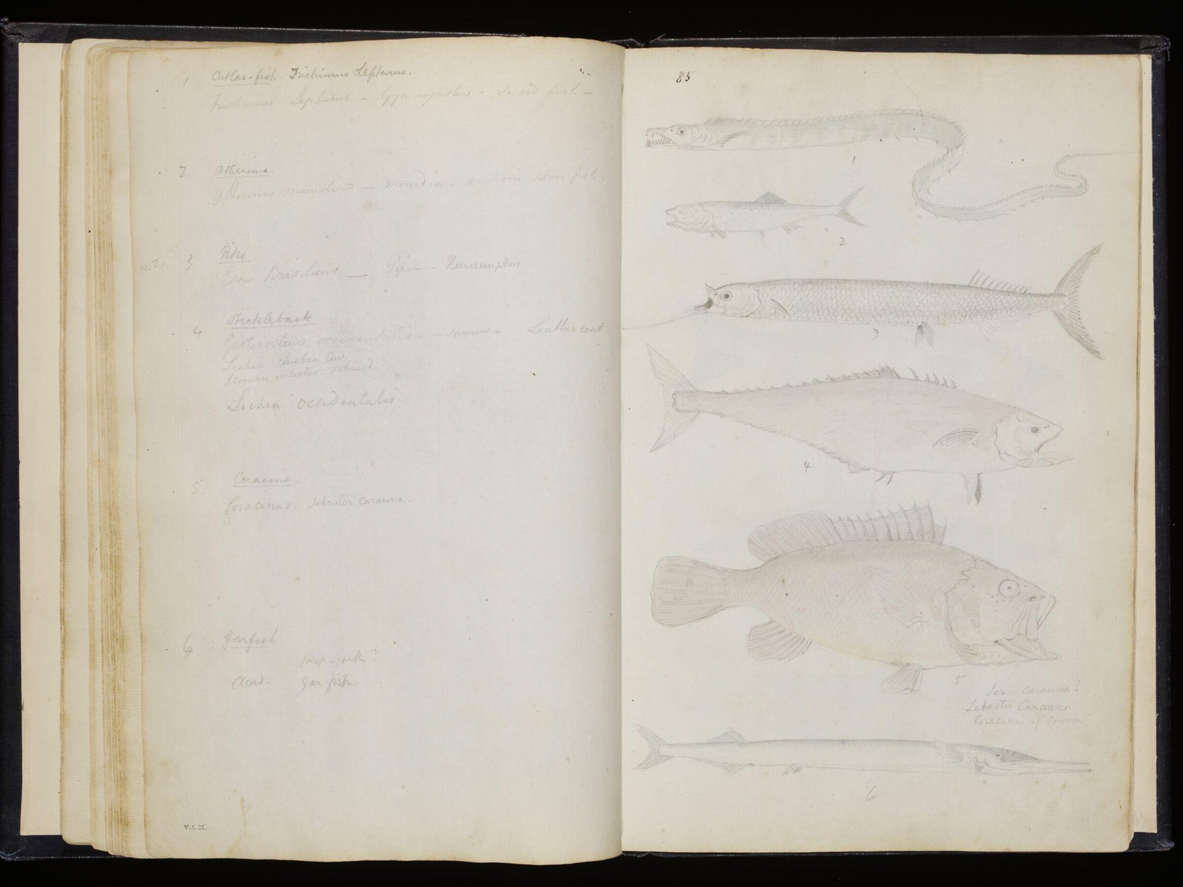 Sketches collected during leisure hours passed in Jamaica, containing specimens copied from the best authors and from nature, Charles Hamilton Smith, 1797-1807