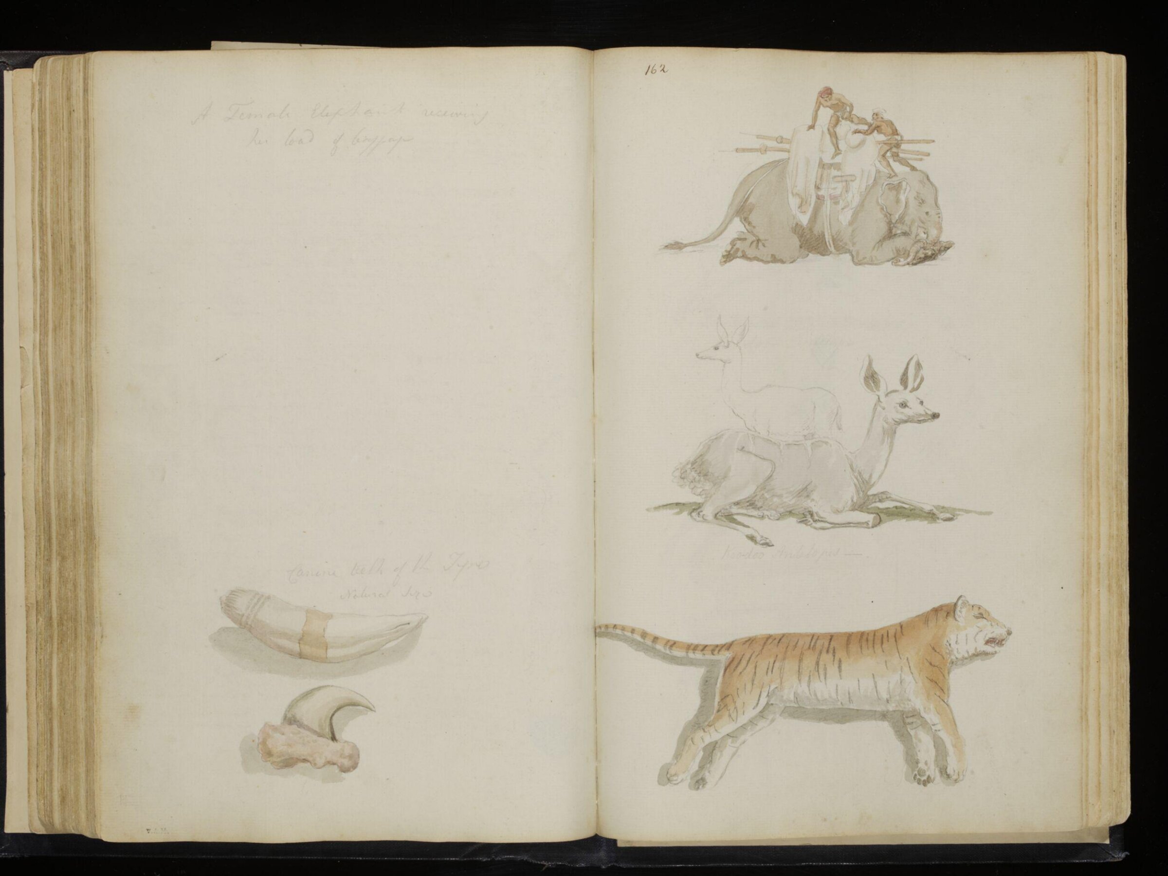 Sketches collected during leisure hours passed in Jamaica, containing specimens copied from the best authors and from nature, Charles Hamilton Smith, 1797-1807