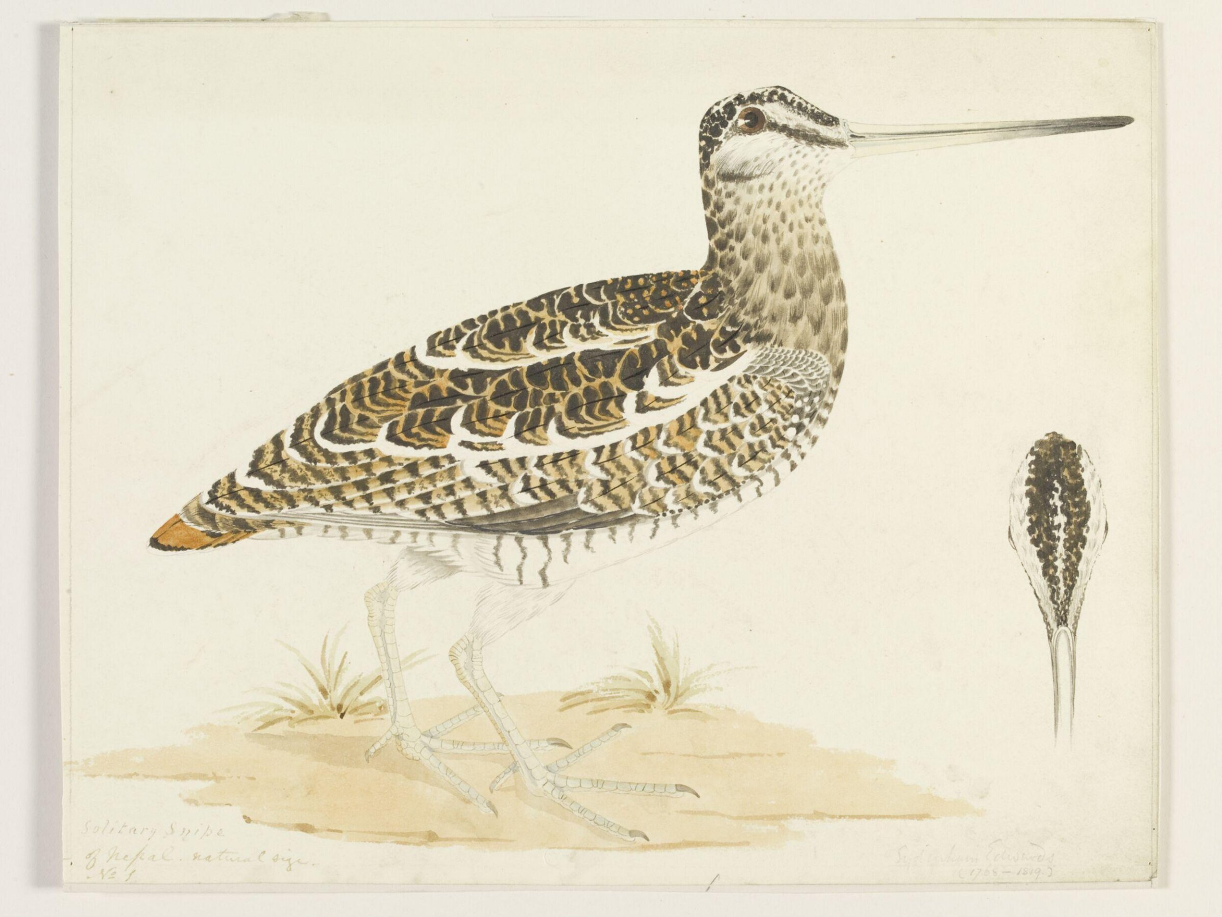 Drawing, Sydenham Teast Edwards, c. 1788-1819