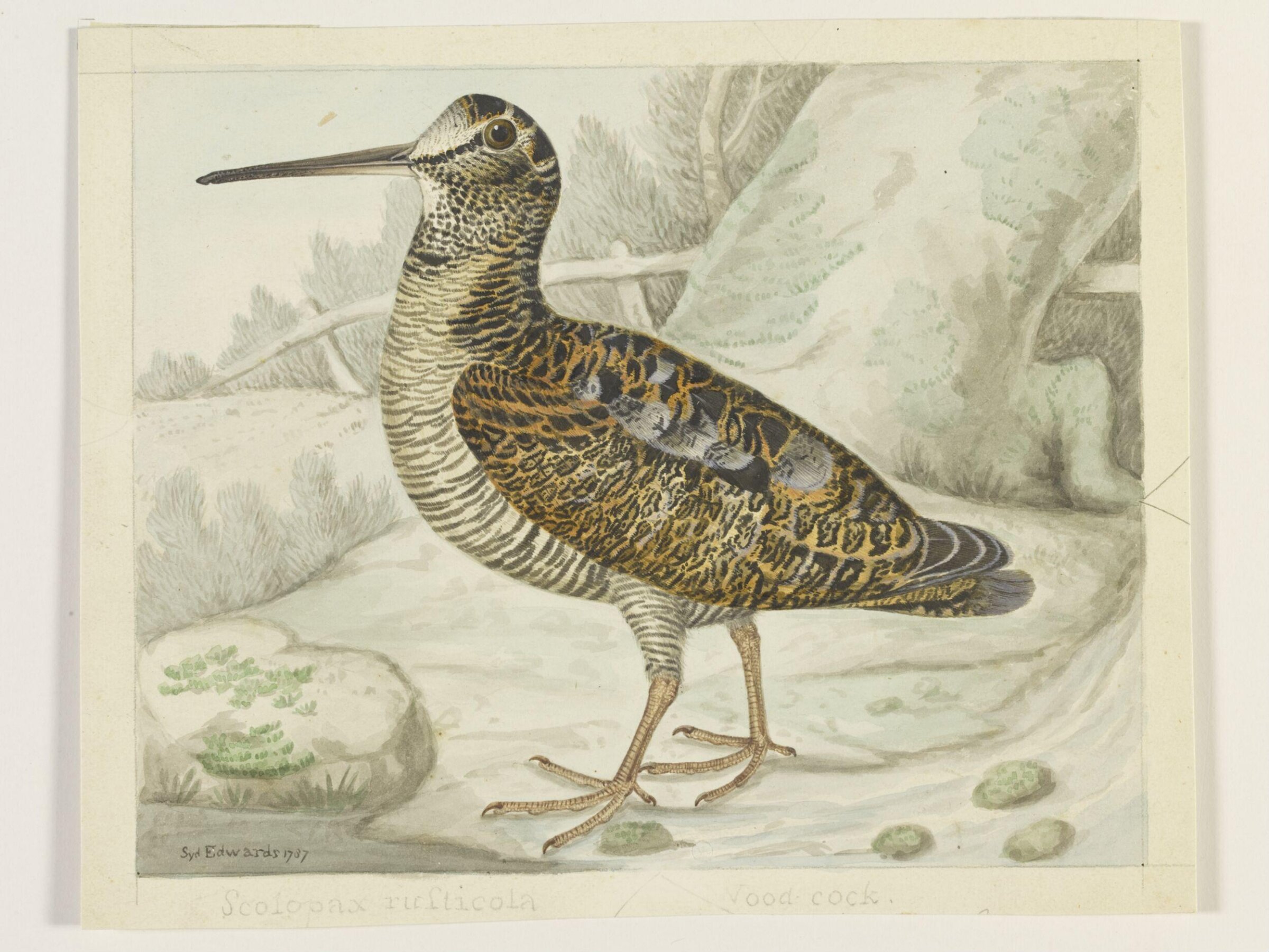 Drawing, Sydenham Teast Edwards, c. 1788-1819