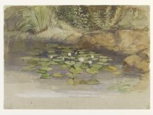 Study of waterlilies and other plants thumbnail 1