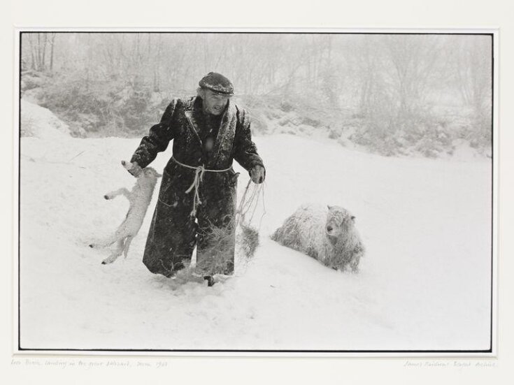 Ivor Brock lambing in the great blizzard, Millhams, Dolton, Devon, 1978 top image