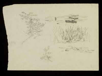 Tree branches, rushes and lily pads