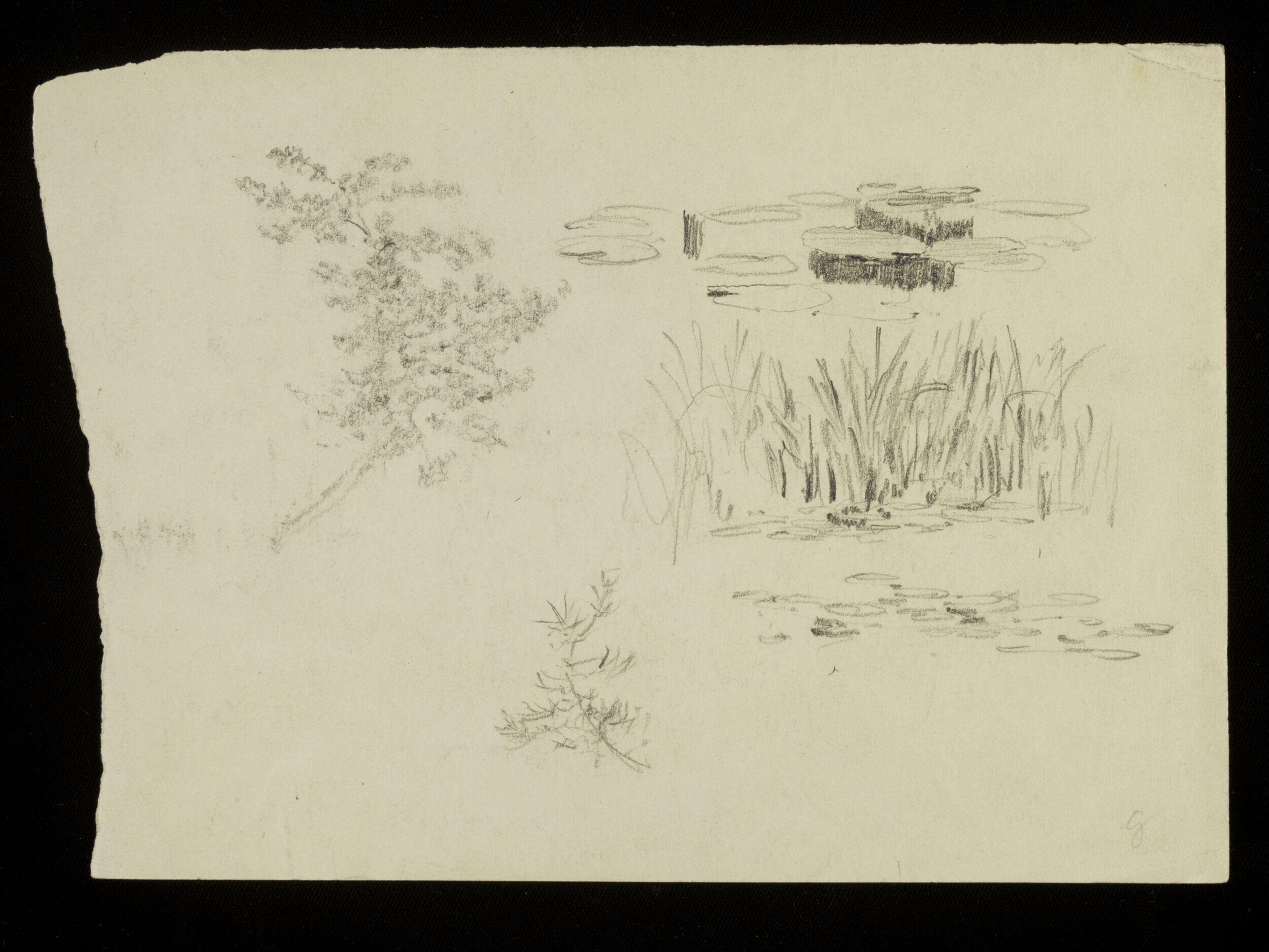 Tree branches, rushes and lily pads