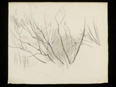 The stems of a bush