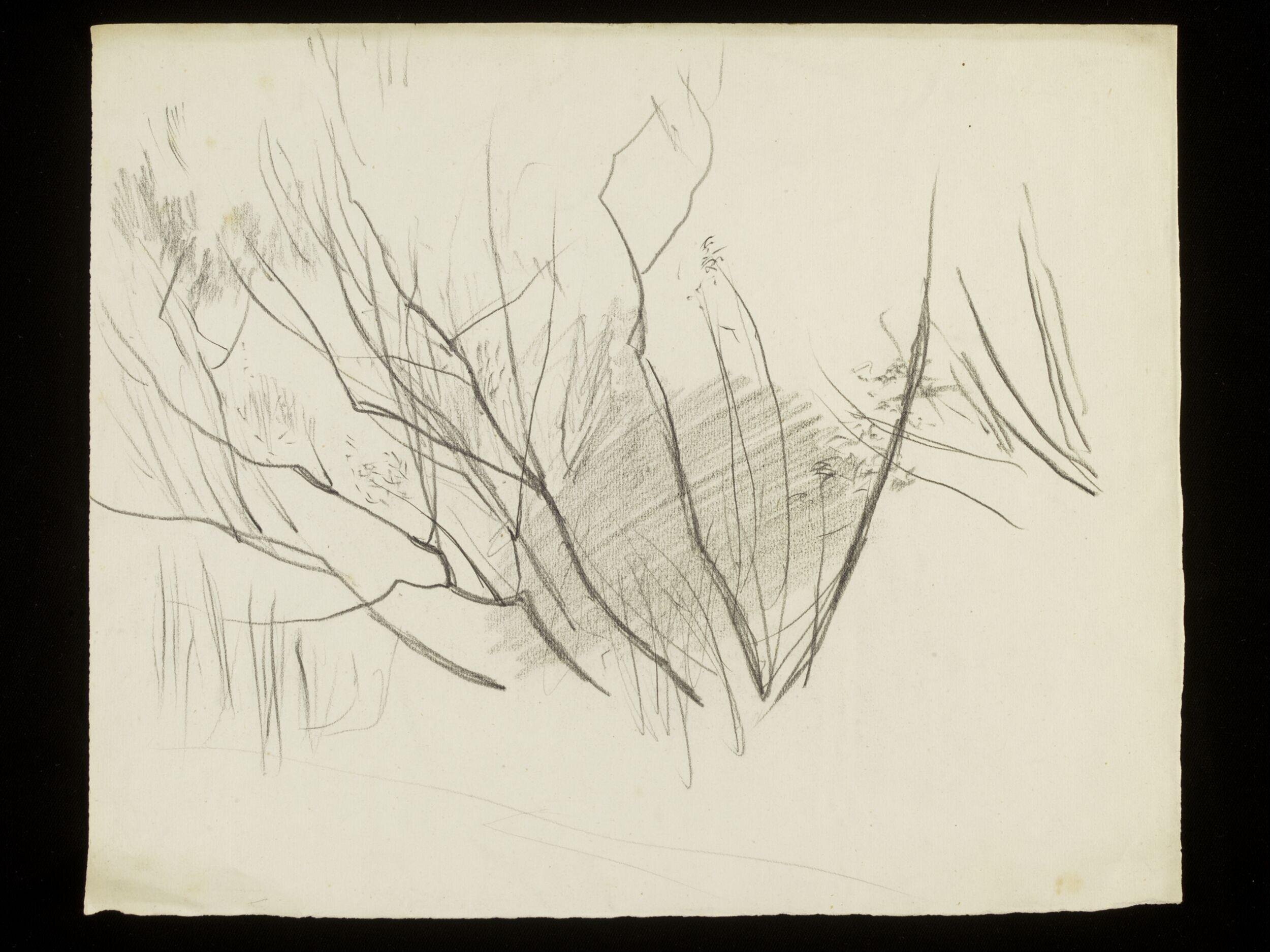 The stems of a bush
