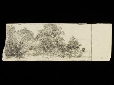 Forest scene