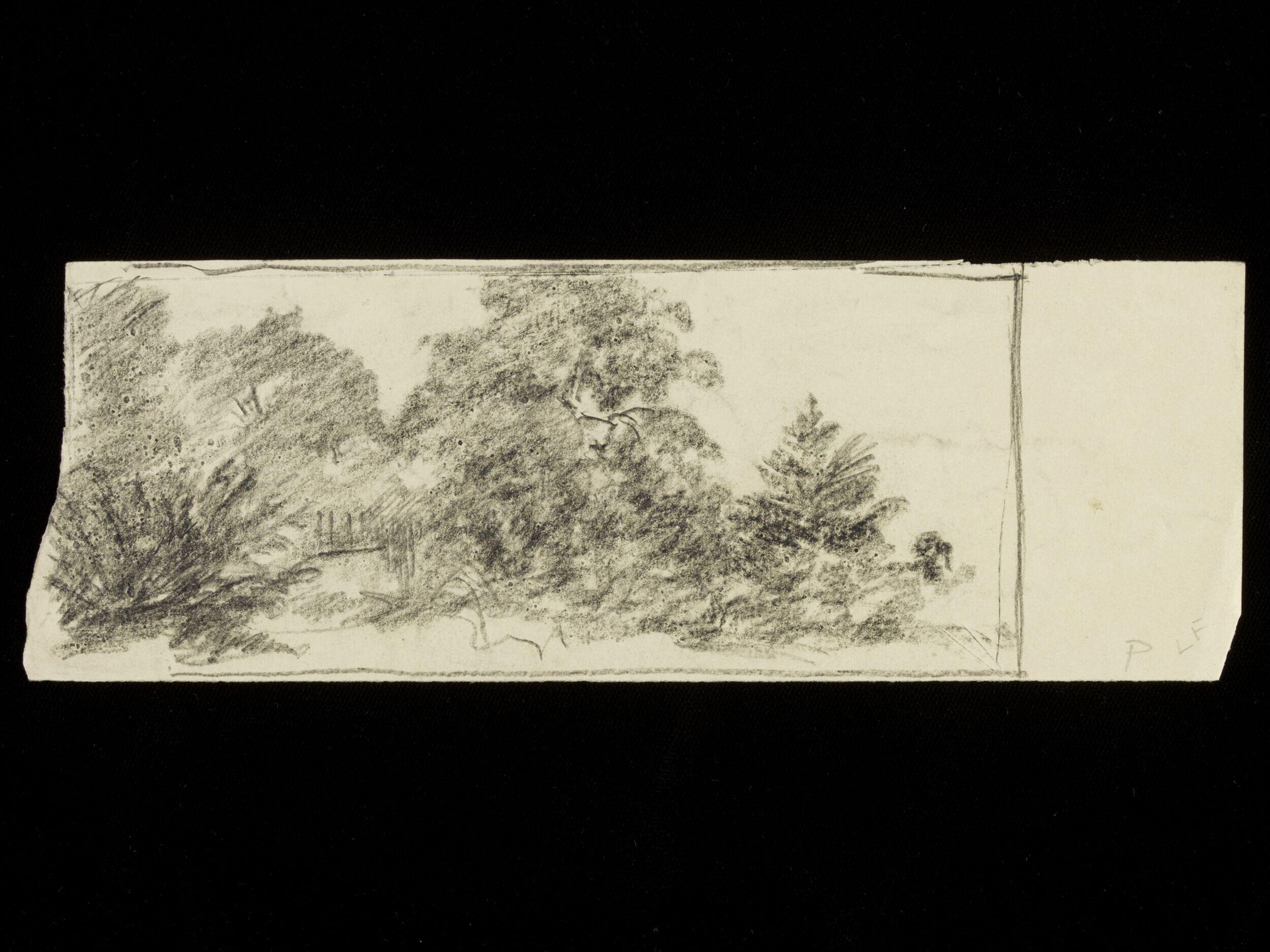 Forest scene
