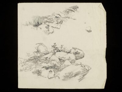 Rocks and shrubs