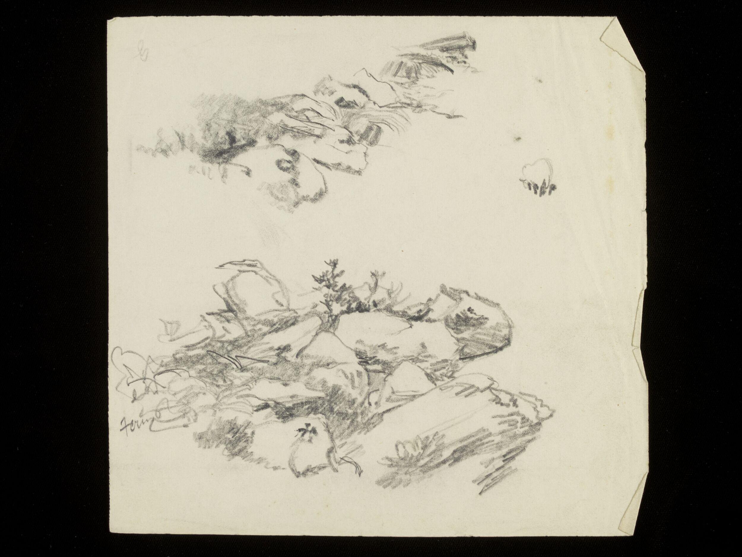Rocks and shrubs