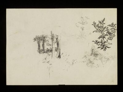 Trees and shrubbery