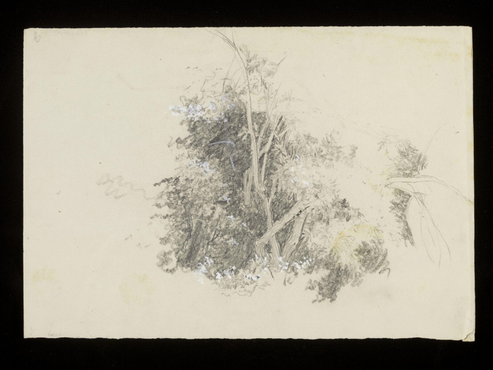A tree and its foliage, Luke Fildes, ca. 1860-1927