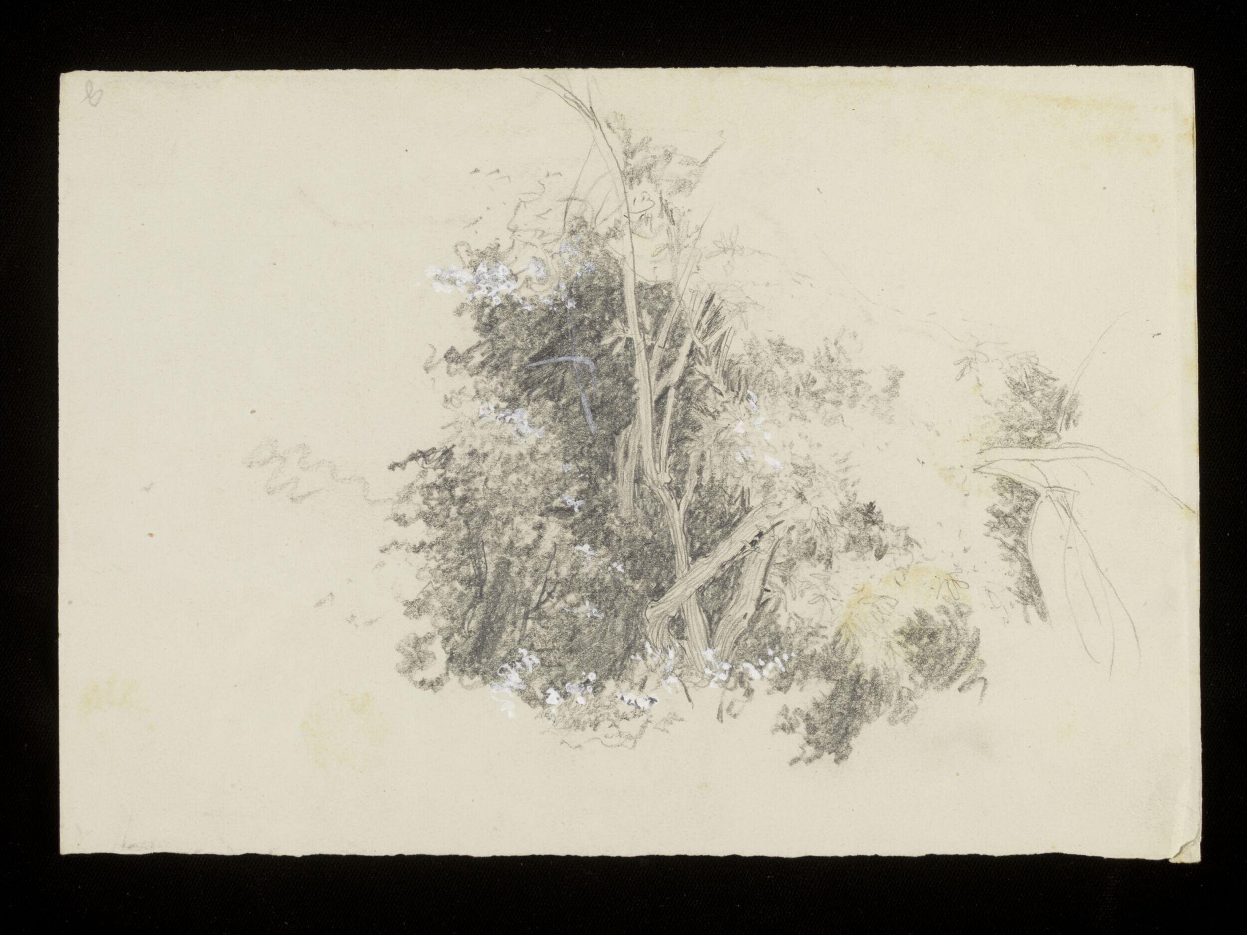 A tree and its foliage