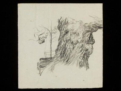 Gnarled tree trunk