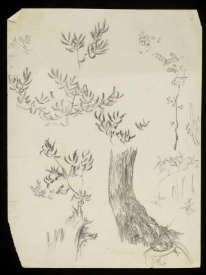 Vegetation