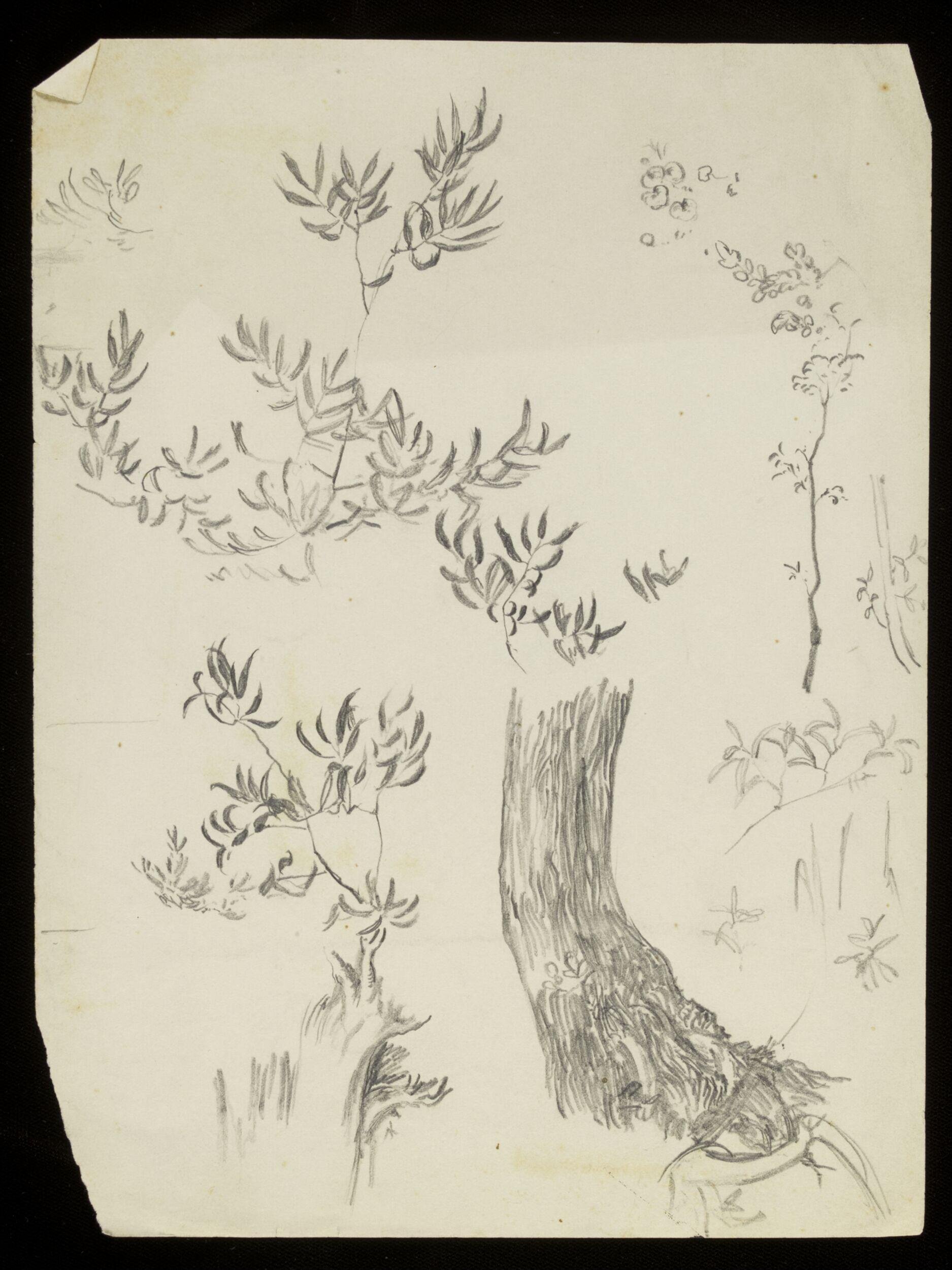 Vegetation